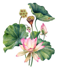 Watercolor lotus flowers, leaves, botanical illustration, realistic, wedding invitation, greeting card, PNG