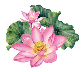 Watercolor, lotus flowers, leaves, composition, hand drawn, illustration, botanical, wedding, invitation 