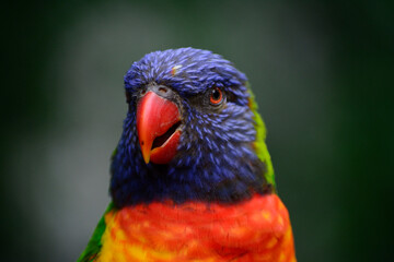parrot wildlife bird