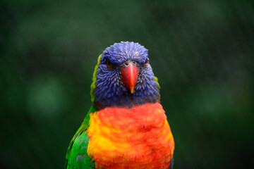 parrot wildlife bird