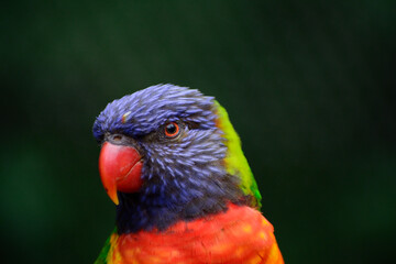 parrot wildlife bird