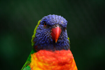 parrot wildlife bird