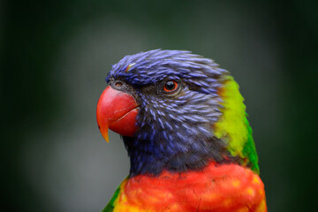 parrot wildlife bird