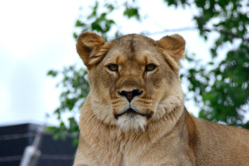 portrait of a lion
