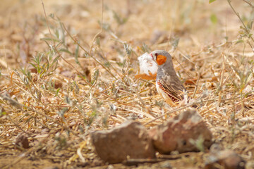 A zebra finch collecting feathers for its nest in Australian outback country