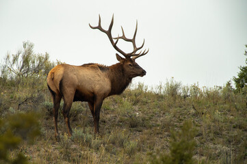 Naklejka na ściany i meble Bull Elk during the Rut