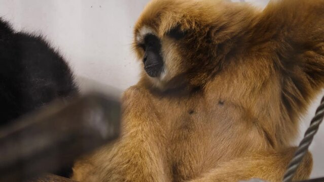 Close up of two gibbons scratching each other