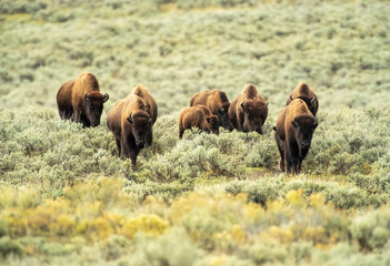 Bison post rut