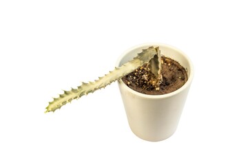 Euphorbia lactea white ghost rotten cactus isolated on white background