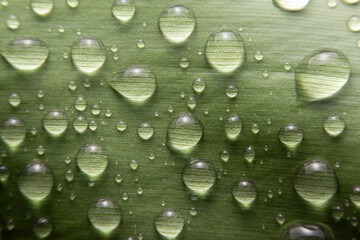 Macro of the water drops on leaves in rainy season. Rain drops over green leaf. Beautiful leaf with drops of water.
