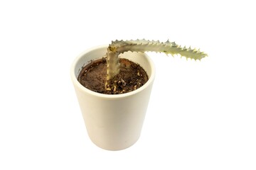 A rotting cactus in pot over a white isolated background