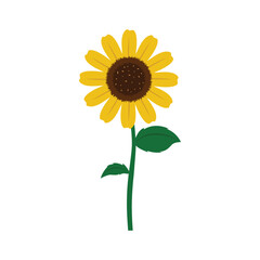 Sunflower with green leaves isolated on white background. Flower icon vector illustration.