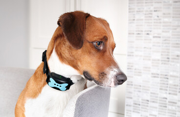 Dog with bark collar active. Side profile of cute dog sitting alone in living room, wearing...