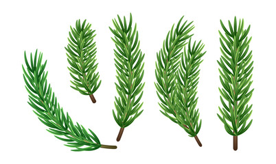 Christmas tree branch, set 3D. Green pine, evergreen plant. Winter holiday element for decoration, design of banner, card, poster. Isolated Christmas tree branch on white. Vector illustration.