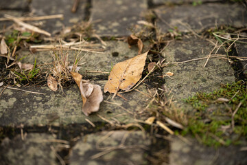 autumn leaves on the pavement