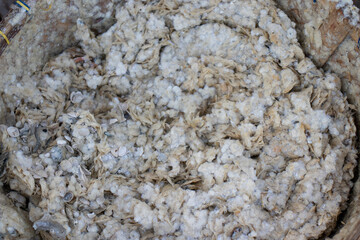 dirty and smelly fish factory waste
