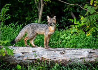 Gray Foxes commonly climb trees