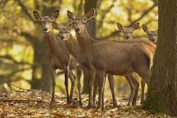 Fototapeta premium biches