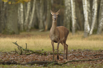 biche