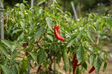 Red peppers, close-up, organic garden