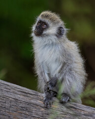 Vervet Monkey, Masai Mara, Kenya