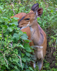 Bush Buck, Masai Mara, Kenya