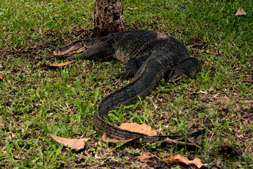 lizard park, Asian water monitor - Varanus salvator is also a common water, a large monitor lizard found in South and Southeast Asia (musk lizard, two-lined, rice, ring-necked, plains.