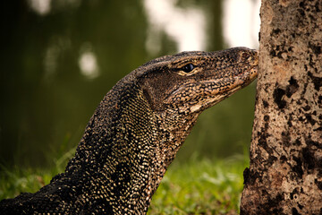 lizard park, Asian water monitor - Varanus salvator is also a common water, a large monitor lizard...