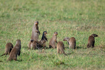 Banded Mongoose, Masai Mara, Kenya