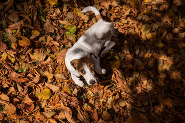 Dog jack russell terrier lies in the fallen leaves on a walk in the autumn park. View from above. 
