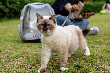 A cute 6 months-old Himalayan cat walking and spending the afternoon at a park.