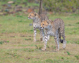 Cheetah, Masai Mara, Kenya