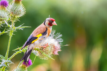 European goldfinch, feeding on the seeds of thistles. Carduelis carduelis.