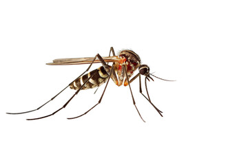 Close-up side view of mosquito, isolated PNG