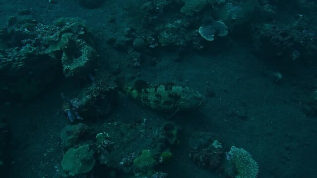 fish camouflaging on bottom of the ocean, moody underwater, super slomo