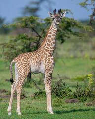 Naklejka na ściany i meble Baby Masai Giraffe, Masai Mara, Kenya