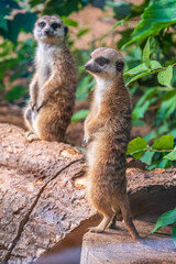 Two cute curious meerkats stand on their hind legs on a sandy hill and look away.