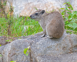 Tree Hyrax, Masai Mara, Kenya