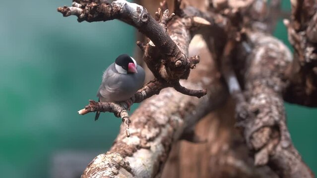 Java sparrow perched almost motionless with chest breathing movements on small tree branch. Close up