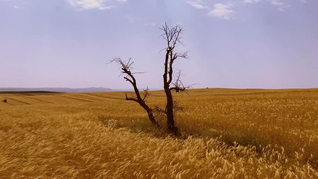 Solitary dry tree stands tall in picturesque Qazvin Iran wheat farm Serene beauty in a sunny day in summer autumn season some clouds and wind moves plants like sea wave wonderful agriculture harvest