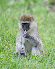 Vervet Monkey, Masai Mara, Kenya