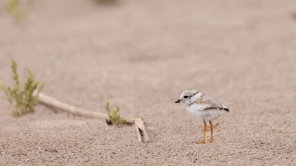 Piping Plover