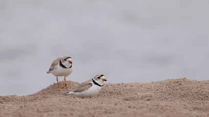 Piping Plover