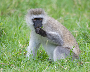 Vervet Monkey, Masai Mara, Kenya