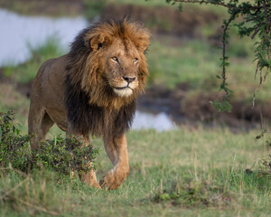 Fototapeta na wymiar Male Lion, Masai Mara, Kenya