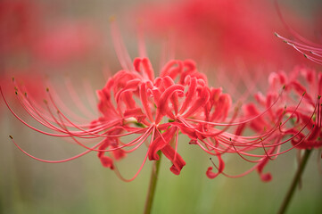 晩夏、初秋の草花