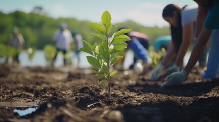 Group of volunteers planting mangrove forests, earth day and save the world.