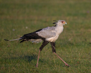 Secretary Bird, Masai Mara, Kenya