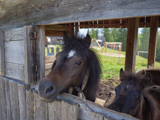 Muzzle of a Brown Horse Facing Out of the Barn's Opening