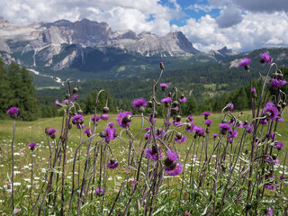 Cirsium Helenioides, the melancholy thistle a Perennial Plant in the Italian Mountain Alps